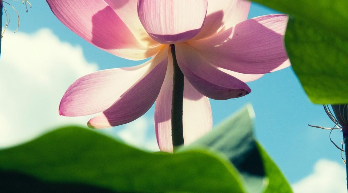 The Meaning Of The Lotus Flower And What It Symbolises